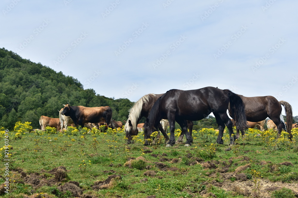 caballos caballos