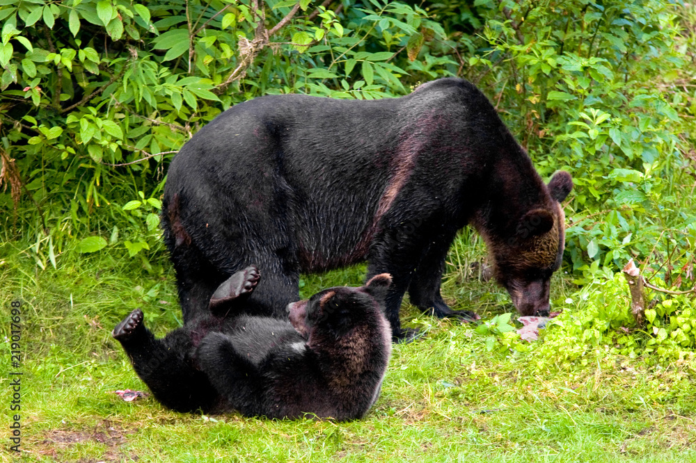 Grizzly Bear Cub at Fish Creek, Alaska, USA Grizzly Bear Cub at Fish Creek, Alaska, USA