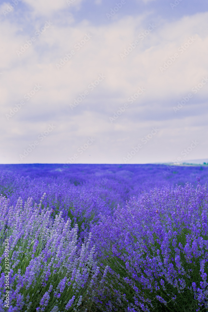 Fototapeta premium lavender