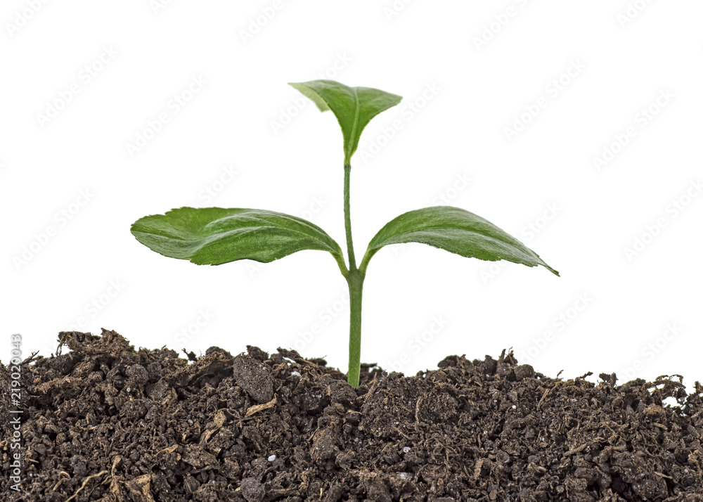 Young plant of lemon in soil humus on a white background Young plant of lemon in soil humus on a white background