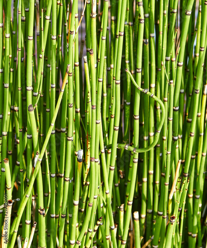 Texture of green bamboo