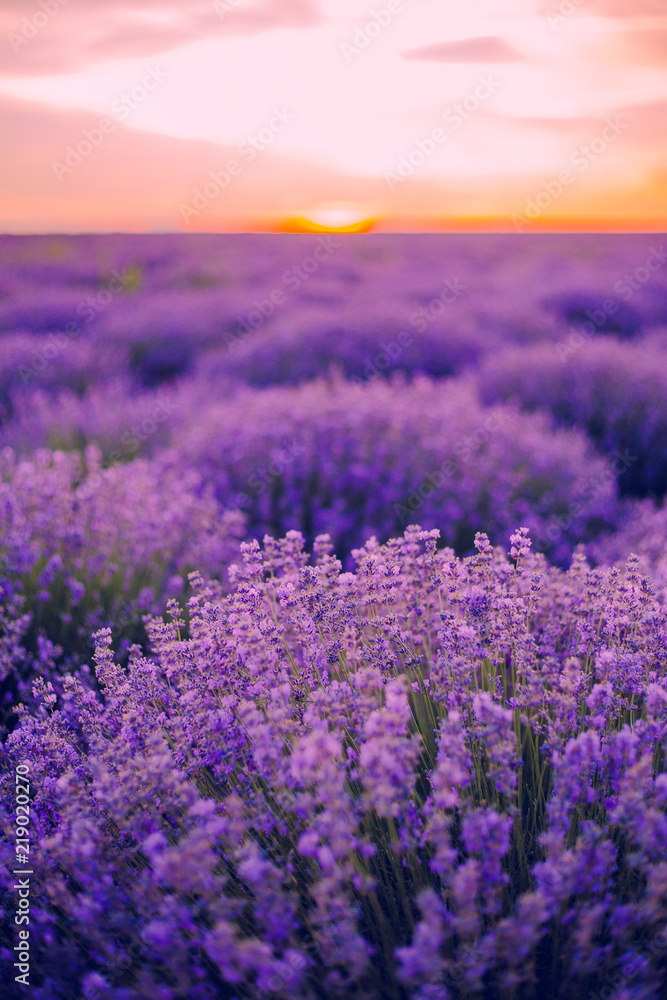 lavender лаванда