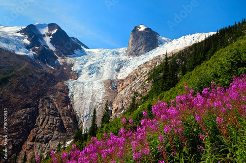 Fireweed in Bugaboo Provincial Park in British Columbia, Canada photo