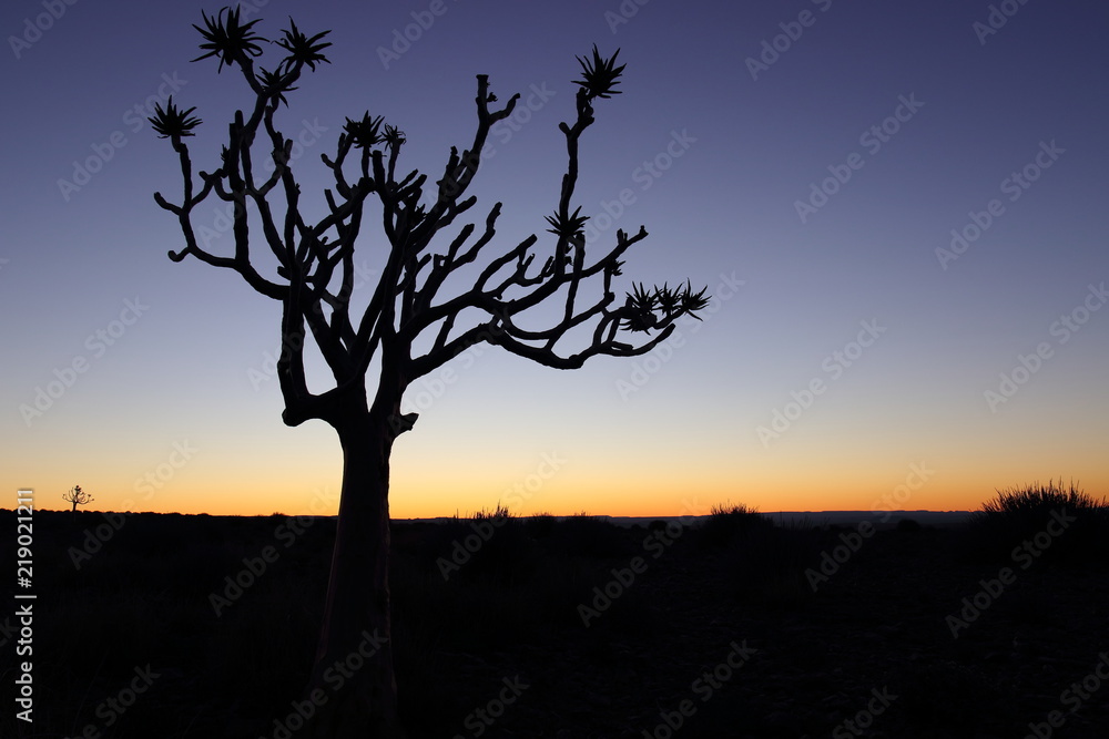 Baumsilhouette in der Abenddämmerung am Fish River Canyon in Namibia Baumsilhouette in der Abenddämmerung am Fish River Canyon in Namibia