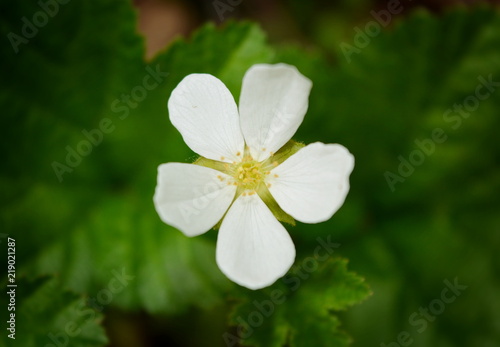 Flower of cloudberry close-up on a green background
