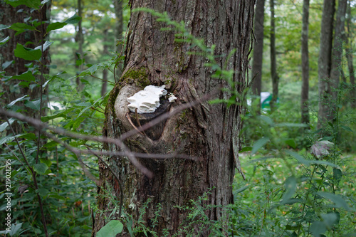 Fototapeta Naklejka Na Ścianę i Meble -  Fungus on tree trunk