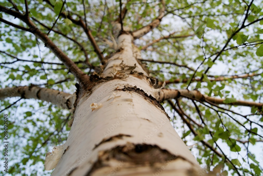 Fototapeta premium trunk of a young birch tree in the spring