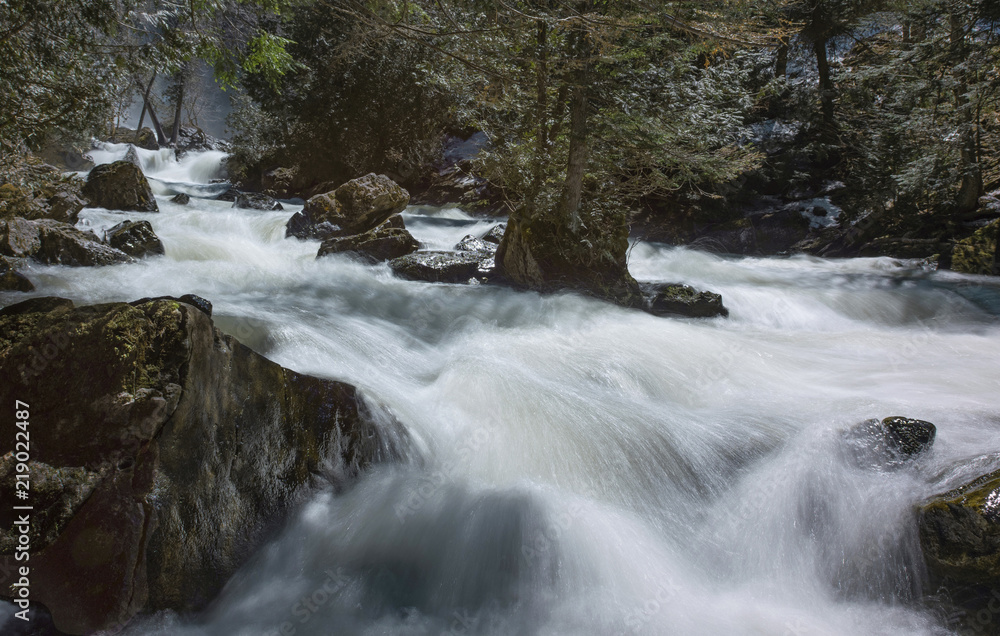 River streaming through forest River streaming through forest