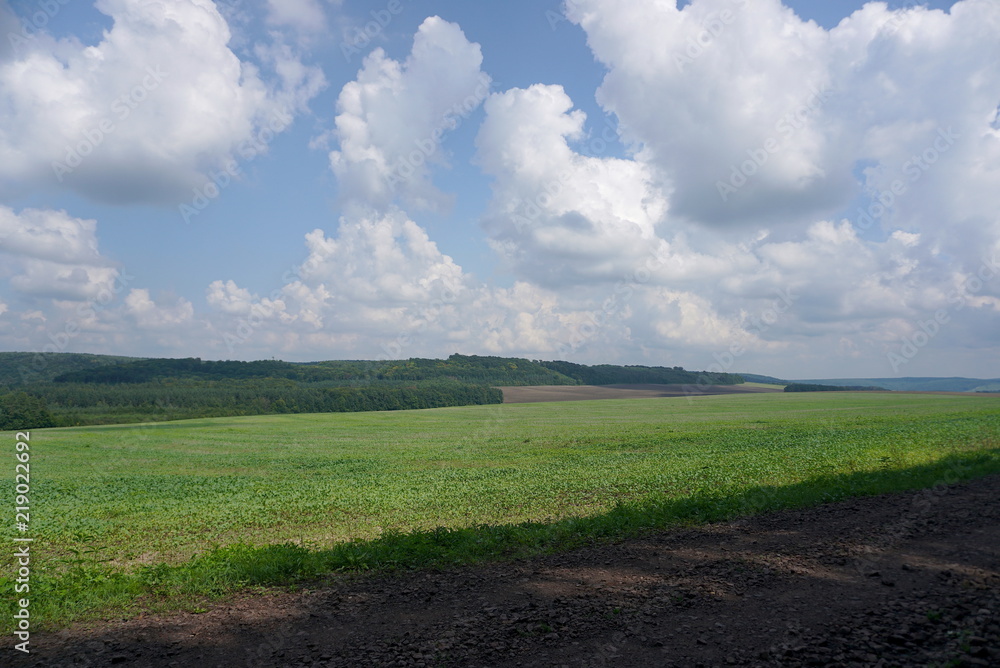 Fototapeta premium Landscape With The Sky,forest And Cereal Field