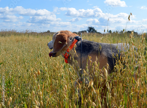 Greyhound hunting dog runs and walks on the field in the autumn