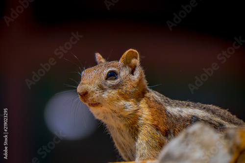 Golden-mantled ground squirrel seen at the Bryce Canyon National Park located in Utah in photo