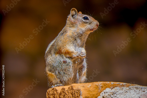 Golden-mantled ground squirrel seen at the Bryce Canyon National Park located in Utah in photo