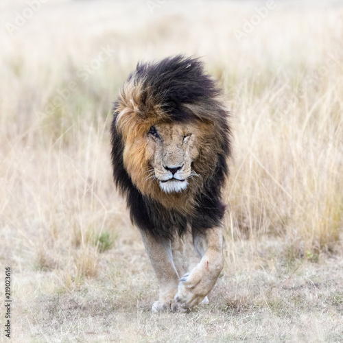 Adult male lion emerging from the red oat grass of the Masai Mara, This mature lion is known locally as Scar or Scarface due to the prominent wound over his right eye.