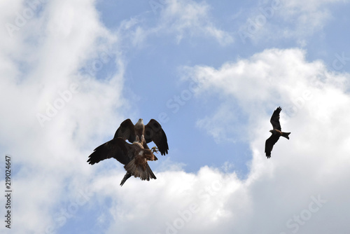 Faucons se disputant une proie en plein vol. photo