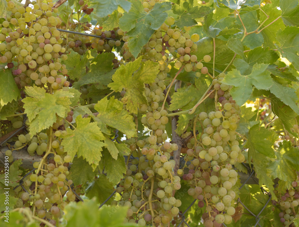 An abundance of clusters of sweet organic grapes growing on vines ready for harvest, juicy healthy food An abundance of clusters of sweet organic grapes growing on vines ready for harvest, juicy healthy food