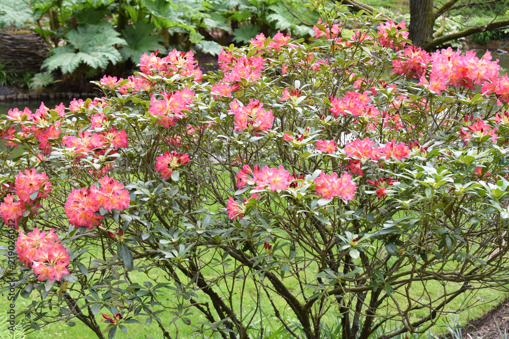 Fototapeta premium Azalée (rhododendron) arbustive.