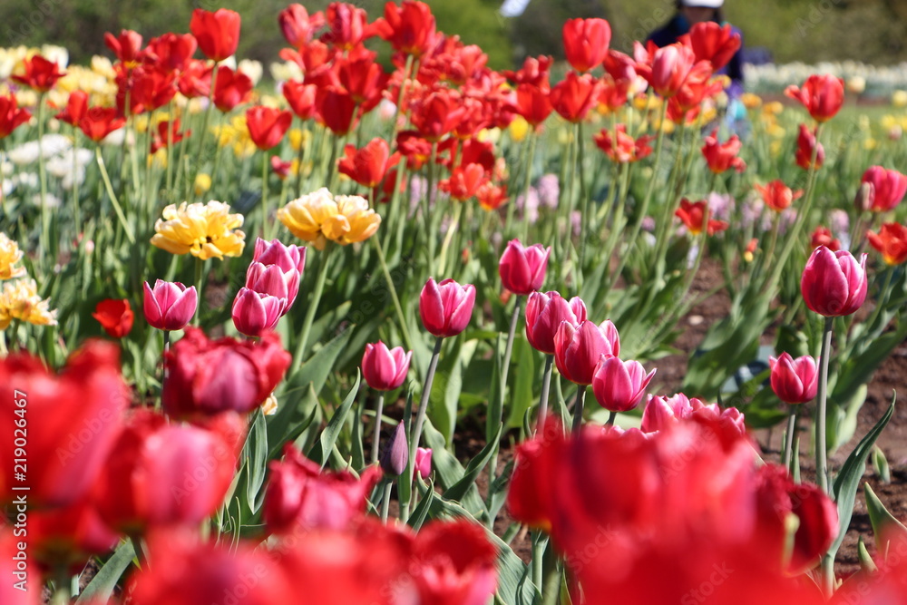 Beautiful colored tulip field in spring