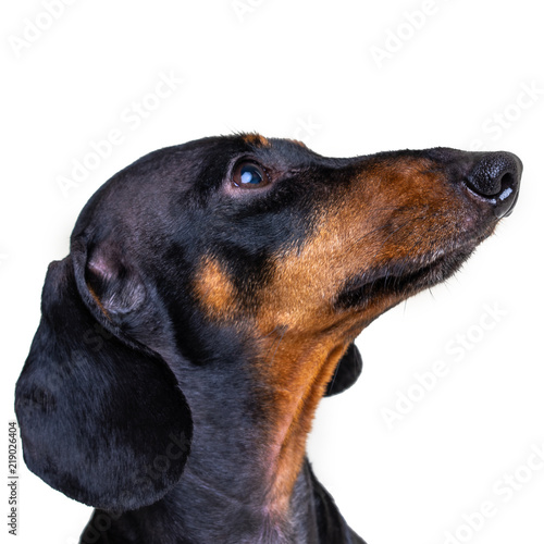 Fototapeta Naklejka Na Ścianę i Meble -  Portrait of an adorable dog (puppy) of the dachshund  breed, black and tan, looks up to the right, on isolated on white background