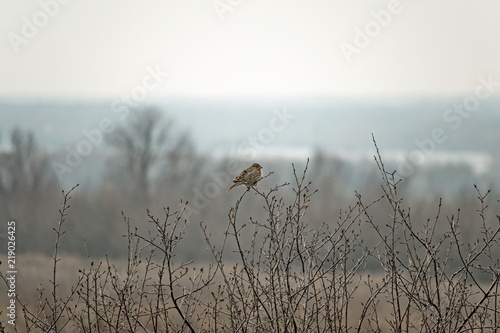 Emberiza calandra