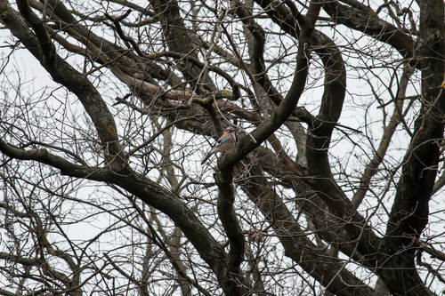 Garrulus glandarius