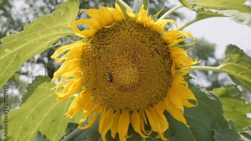 Bumblebee Crawls on a Large Sunflower photo