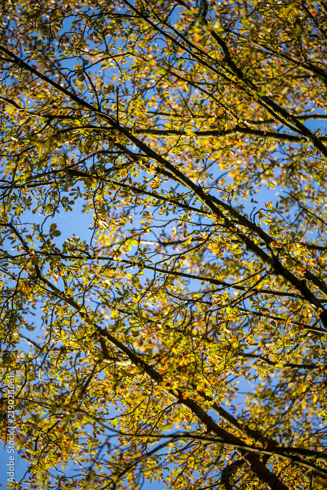 Autumn in the trees starting to lose their foliage on a bright sunny day showing the radiant colours against a blue sky Autumn in the trees starting to lose their foliage on a bright sunny day showing the radiant colours against a blue sky