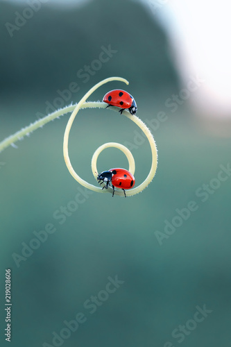  two beautiful little ladybugs crawling on a winding blade of grass on a bright green summer meadow