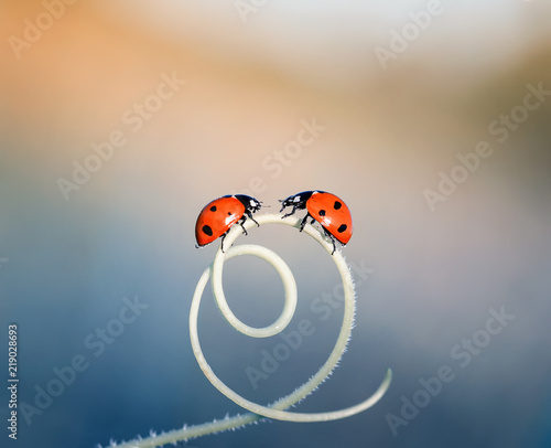  two  little ladybugs crawling on a winding blade of grass on a bright  summer meadow