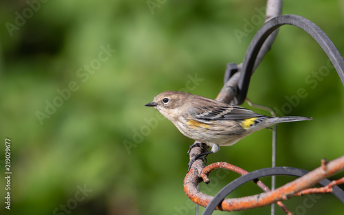 Immature Yellow-rumped Warbler