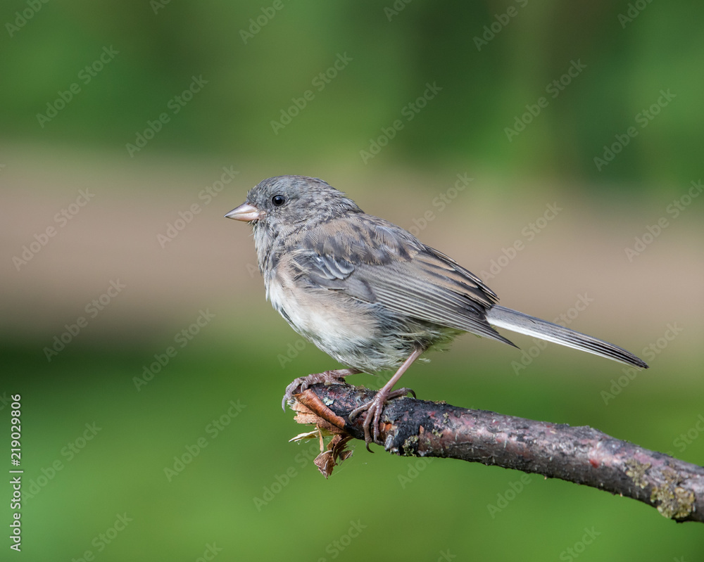 Fototapeta premium Immature Dark-eyed Junco