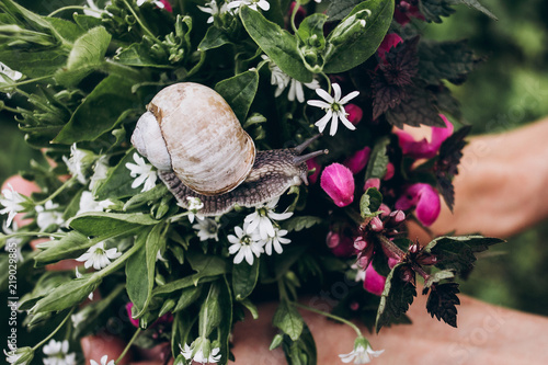 big snail looking and crawling on colorful spring bouquet of wildflowers in woman hands. space for text. beautiful moment. save environment. flora and fauna. spring picture. wild life