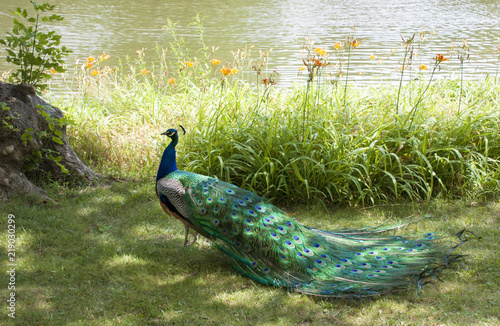 Peacock near the lake. photo