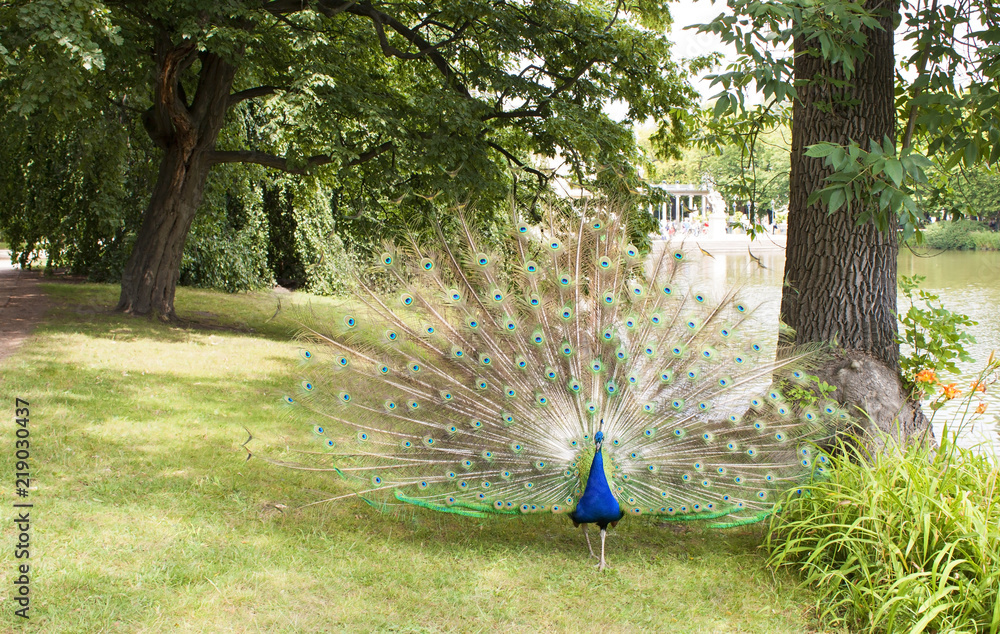 Obraz premium Peacock in the park.