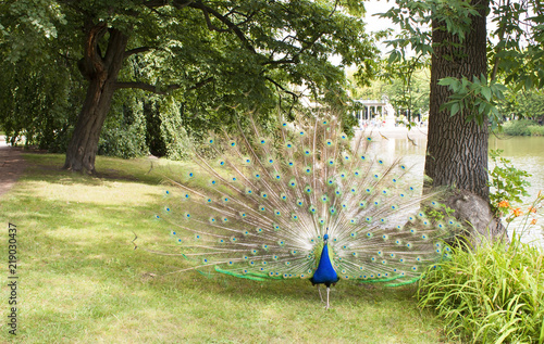 Peacock in the park.