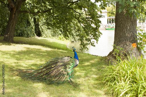 Peacock in the park. 13.07.2018, 14.45. Lazenki Park, Warsaw.