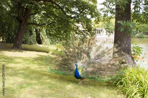 Peacock in the park.