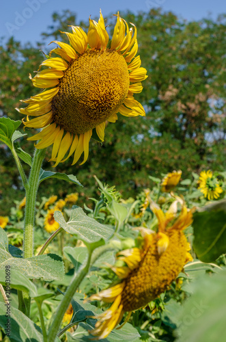 Fototapeta Naklejka Na Ścianę i Meble -  Flowering flowers of sunflowers.