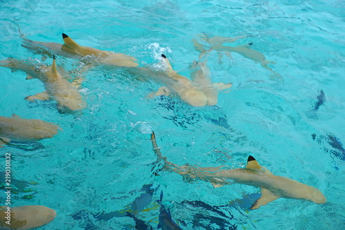 A group of sharks in the Indian Ocean around Rangalifinolhu island, Maldives 