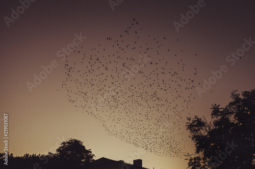 Flock of birds at sunset