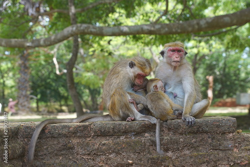 Some toque macaques in Sri Lanka   © bibap