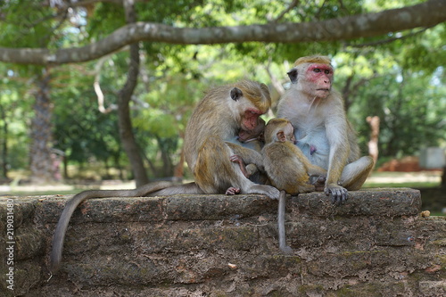Some toque macaques in Sri Lanka   © bibap