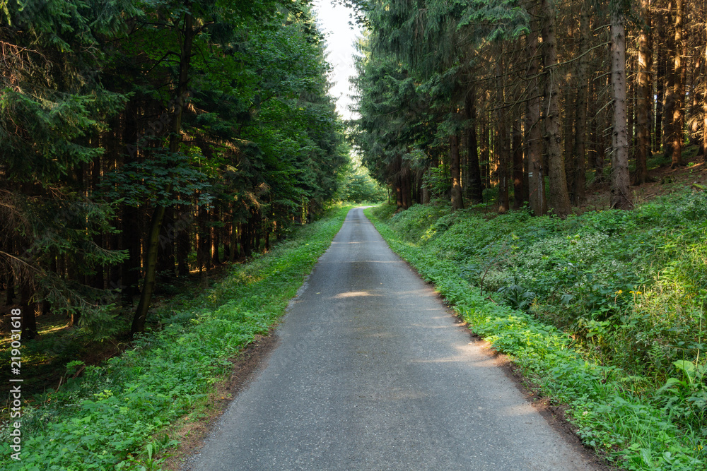 Fototapeta premium Cycling in Nature Forest on a rainy day. Road in Forest nature. Green forest road. Nature. Road. Natural environment.