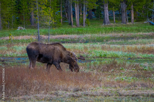 Cow moose munching on willows in Yellowstone National Park, Wyoming photo