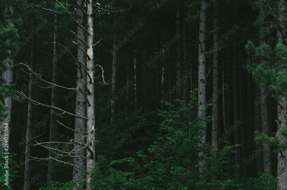 Obraz premium Coniferous forest trees
