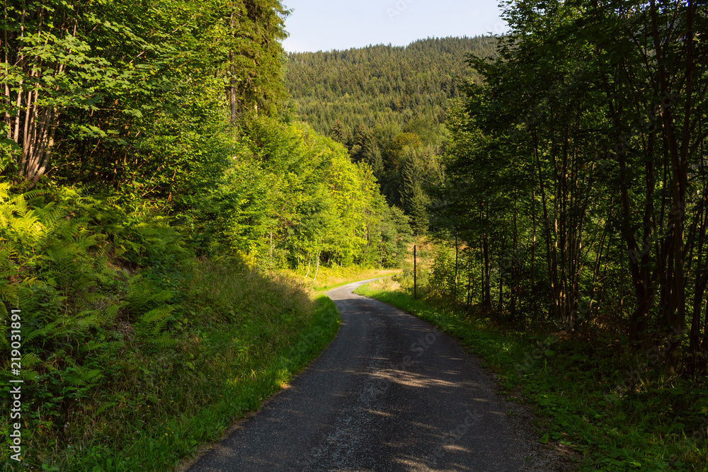 Naklejka premium Sunshine forest trees. Sun through green forest nature. Forest in light. Summer forest. Tranquility of green forest nature