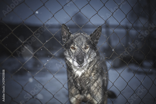 Alaskan Husky/Sled dog standing behind fence