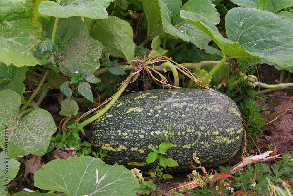 Obraz premium Ripe green zucchini close-up on a branch with green leaves in the garden in the summer - healthy food, subsistence farming, agriculture, vegetable growing
