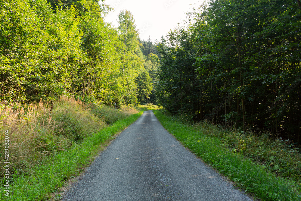 Obraz premium Cycling in Nature Forest on a rainy day. Road in Forest nature. Green forest road. Nature. Road. Natural environment.