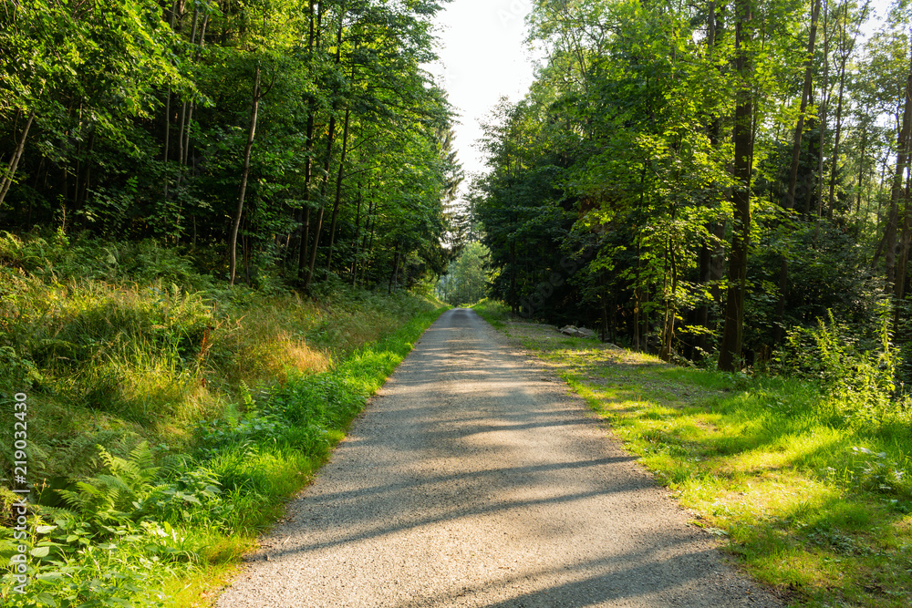 Bright green forest natural walkway in sunny day light. Sunshine forest trees. Sun through vivid green forest. Bright green forest natural walkway in sunny day light. Sunshine forest trees. Sun through vivid green forest.