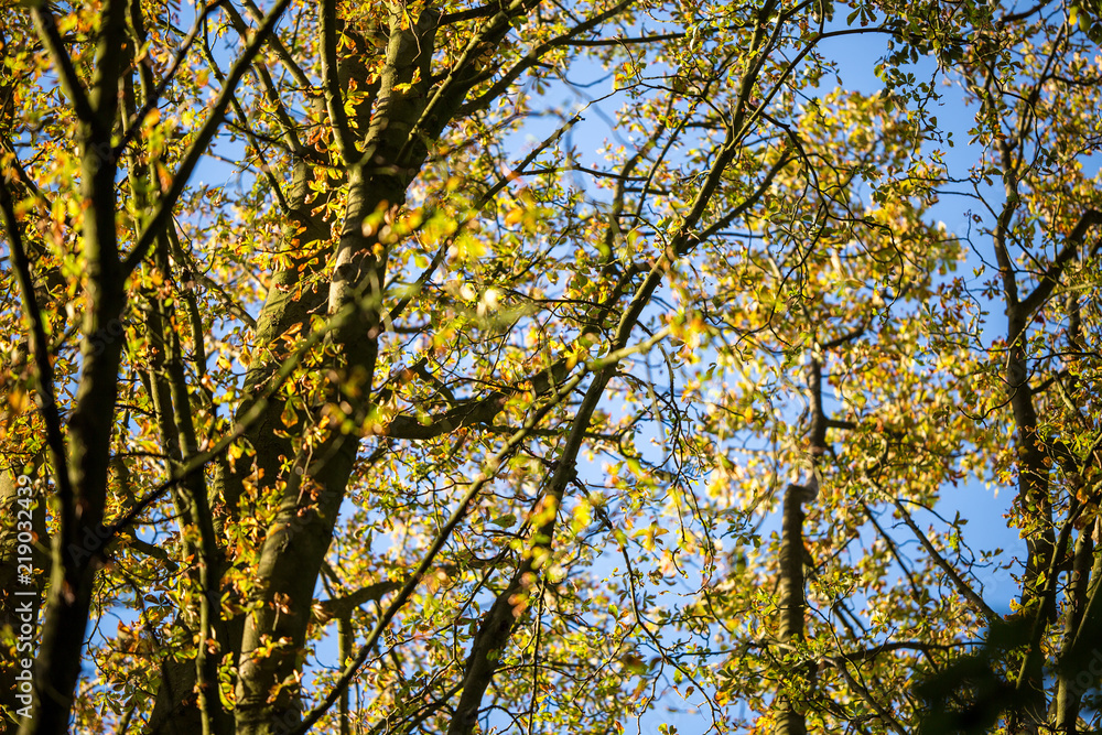 Autumn in the trees starting to lose their foliage on a bright sunny day showing the radiant colours against a blue sky Autumn in the trees starting to lose their foliage on a bright sunny day showing the radiant colours against a blue sky
